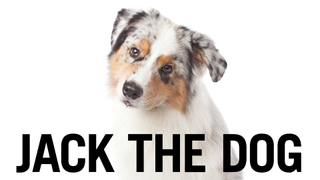 Handjobs, Butt-To-Butt Action, And Other Sex Secrets Of The Champion Show Dog